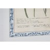 Quadro Home ESPRIT Shabby Chic Piante botaniche 40 x 2,5 x 50 cm (4 Unità)