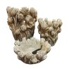 Vaso Home ESPRIT Grigio Cemento Tulipano 21 x 21 x 23 cm