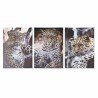 Quadro DKD Home Decor Leopardo Coloniale (50 x 1,8 x 70 cm)