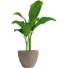 Vaso Garden ID