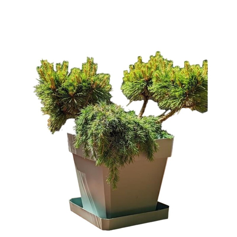 Vaso Riviera Marrone 50 x 50 cm Vaso Riviera Marrone 50 x 50 cm