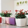 Vaso Autoirrigante Lechuza Rosso 50 x 50 x 46,5 cm Plastica