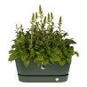 Vaso Elho 462726936000 Verde