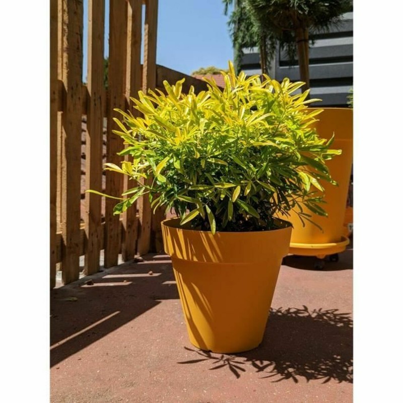 Vaso Riviera Giallo Ø 60 cm Vaso Riviera Giallo Ø 60 cm
