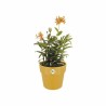 Vaso Elho 9262302511800 Ocra Plastica Rotondo Ø 24,7 x 23,2 cm