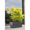 Vaso Deroma Grigio scuro 35 x 79 x 35 cm 75 L