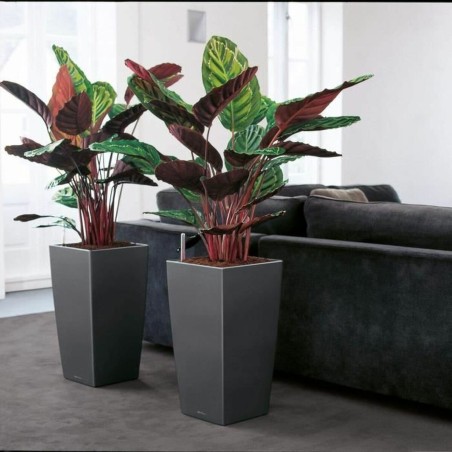 Vaso Autoirrigante Lechuza Rosso 39,5 x 39,5 x 75,5 cm polipropilene Plastica Rettangolare