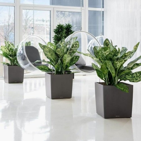 Vaso Autoirrigante Lechuza Marrone 50 x 50 cm polipropilene Plastica