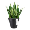 Vaso Elho 8403604042500 Antracite Ø 40 cm