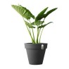 Vaso Elho 8403604042500 Antracite Ø 40 cm