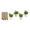 Vaso Ibergarden LINCE-CLAROS Bianco Verde Rosa Lilla Argilla 16,5 x 16 x 16,5 cm (120 Unità)