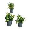 Set di Vasi Ibergarden LINCE PQ - 7011 Antracite Argilla (6 Unità)