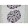 Quadro Home ESPRIT Corallo 35 x 2 x 45 cm (9 Unità)